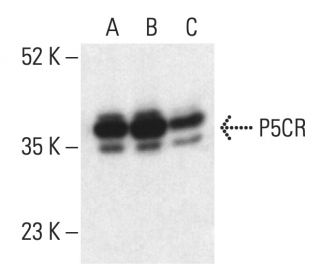 P5CR Antibody (A-12) - Western Blotting - Image 402275 