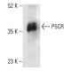 P5CR Antibody (A-12) - Western Blotting - Image 402276