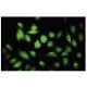 P5CRL Antibody (E-63) - Immunofluorescence - Image 35584