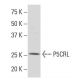 P5CRL Antibody (E-63) - Western Blotting - Image 33858 