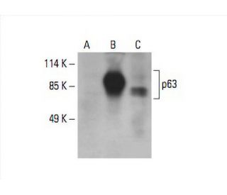 p63 Antibody (E-9) - Western Blotting - Image 393642 