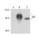 p63 Antibody (E-9) - Western Blotting - Image 395969