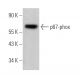 Dieser polyklonale Antikörper wird nicht mehr hergestellt. Wir empfehlen Ihnen unseren <a href="p67-phox-antibody-d-6">p67-phox (D-6)</a> monoklonalen Antikörper (Beispielsdaten werden angezeigt). western blotting image from recommended p67-phox (D-6) monoclonal antibody replacement. Image 363437