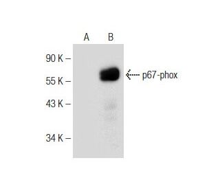 p67-phox Antibody (D-6) - Western Blotting - Image 151025 