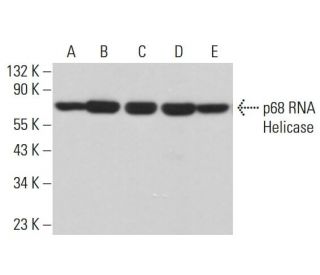 p68 RNA Helicase Antibody (A-5) - Western Blotting - Image 380935 