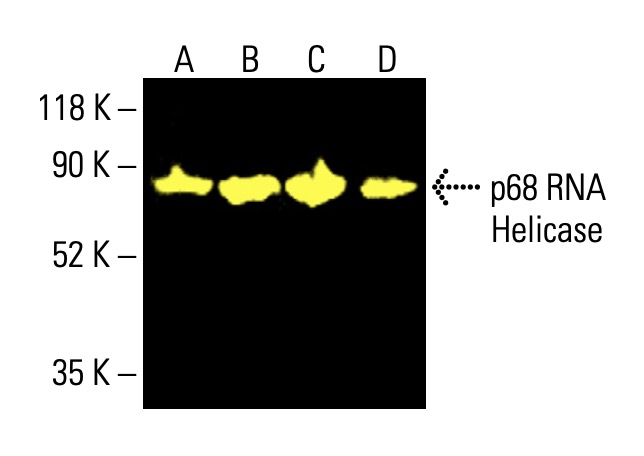 p68 RNA Helicase抗体(A-5) | SCBT - Santa Cruz Biotechnology