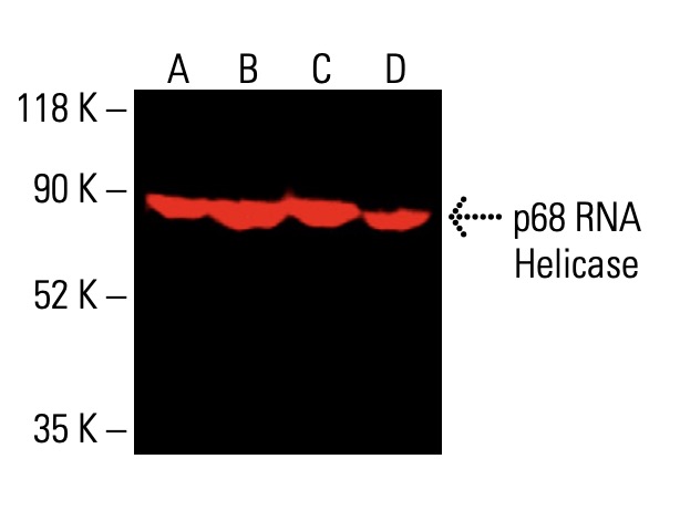 p68 RNA Helicase抗体(A-5) | SCBT - Santa Cruz Biotechnology