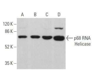 p68 RNA Helicase Antibody (D-7) - Western Blotting - Image 359792 