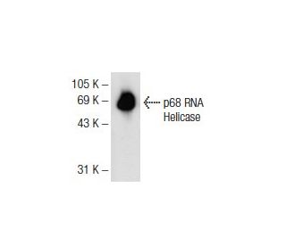 p68 RNA Helicase Antibody (A-5) - Western Blotting - Image 72586