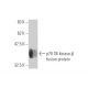 p70 S6 kinase β Antibody (4B11) - Western Blotting - Image 348829