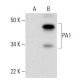 PA1 Antibody (H-1) - Western Blotting - Image 294831