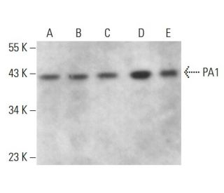 PA1 Antibody (H-1) - Western Blotting - Image 376250 