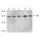 PA1 Antibody (H-1) - Western Blotting - Image 376250 