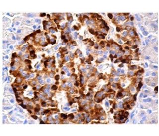 PA26 Antibody (C-10) - Immunohistochemistry - Image 157962 