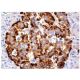 PA26 Antibody (C-10) - Immunohistochemistry - Image 157962 