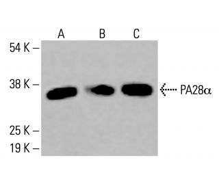 PA28α Antibody (G-9) - Western Blotting - Image 416490