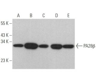 Anti Pa28b Antibody G 10 Scbt Santa Cruz Biotechnology