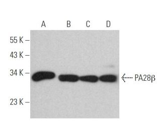 Anti Pa28b Antibody G 10 Scbt Santa Cruz Biotechnology