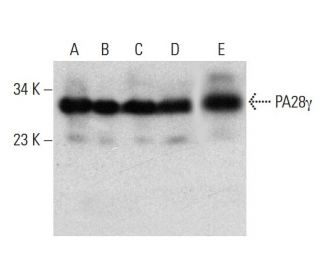 PA28&gamma; Antibody (47) - Western Blotting - Image 385703 