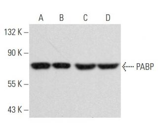 PABP Antibody (10E10) - Western Blotting - Image 354940 