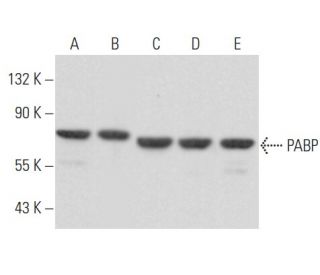 PABP Antibody (F-2) - Western Blotting - Image 354945