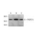 PABPC1L Antibody (H-1) - Western Blotting - Image 348615