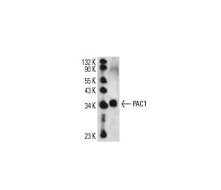 PAC-1 Antibody (4O21) - Western Blotting - Image 14287The Double Nickase Plasmid features a U6 promoter for sgRNA expression, a 20 nt targeting sequence, and a gRNA scaffold to guide Cas9n. It includes a CBh promoter for Cas9n (D10A) and puromycin resistance, GFP for transfection verification, and nuclear localization signals (NLS). The 2A peptide allows co-expression of Cas9n and Puro from a single promoter, enabling precise genome editing with reduced off-target effects. 