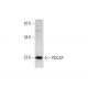 western blotting image from recommended PACAP (F-2) monoclonal antibody replacement. Image 72920
