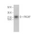 PACAP Antibody (F-2) - Western Blotting - Image 374428