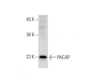 western blotting image from recommended PACAP (F-2) monoclonal antibody replacement. Image 72920