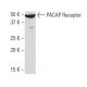 western blotting image from recommended PACAP Receptor (1B5) monoclonal antibody replacement. Image 33691