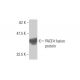 PACE4 Antibody (2D6) - Western Blotting - Image 348558