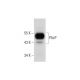 PAcP Antibody (C-12) - Western Blotting - Image 289846