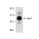 PAcP Antibody (D-12) - Western Blotting - Image 286114 