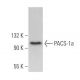 PACS-1a Antibody (4) - Western Blotting - Image 372801 