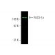 PACS-1a Antibody (4) - Western Blotting - Image 385519