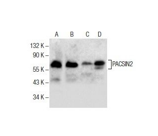 PACSIN2 Antibody (F-12) - Western Blotting - Image 286146 