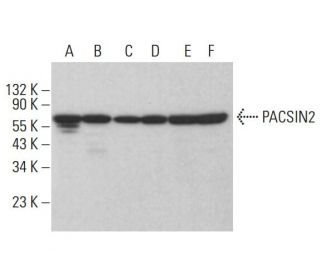 PACSIN2 Antibody (F-12) - Western Blotting - Image 383908 
