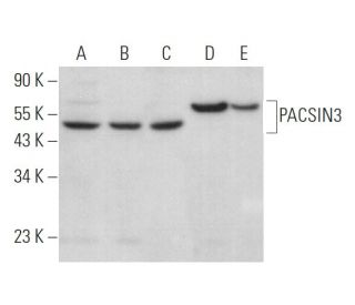 PACSIN3 Antibody (F-8) - Western Blotting - Image 369903 
