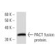 PACT Antibody (2830C1a) - Western Blotting - Image 16888