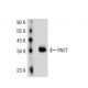 PACT Antibody (2830C1a) - Western Blotting - Image 37462 