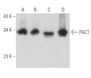 PACT Antibody (D-4) - Western Blotting - Image 356707 