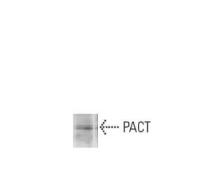 PACT Antibody (HL1950) - Western Blotting - Image 47890