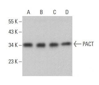 PACT Antibody (D-4) - Western Blotting - Image 381889