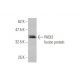 PADI2 Antibody (4D4) - Western Blotting - Image 349524