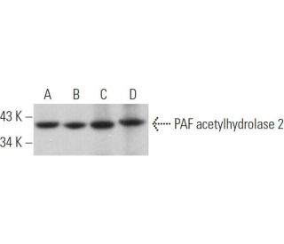 PAF acetylhydrolase 2 Antibody (B-6) - Western Blotting - Image 371128 