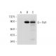 Paf1 Antibody (E-7) - Western Blotting - Image 319393