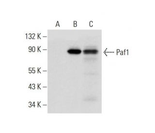 Paf1 Antibody (E-7) - Western Blotting - Image 319393The Double Nickase Plasmid features a U6 promoter for sgRNA expression, a 20 nt targeting sequence, and a gRNA scaffold to guide Cas9n. It includes a CBh promoter for Cas9n (D10A) and puromycin resistance, GFP for transfection verification, and nuclear localization signals (NLS). The 2A peptide allows co-expression of Cas9n and Puro from a single promoter, enabling precise genome editing with reduced off-target effects.