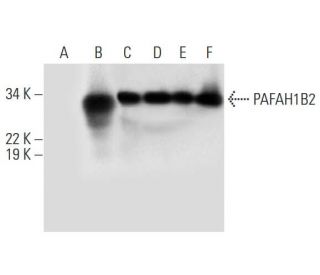 PAFAH1B2 Antibody (E-9) - Western Blotting - Image 292982 