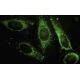 PAFAH1B3 Antibody (37-K) - Immunofluorescence - Image 35503